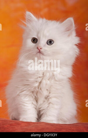 Weiße Kätzchen, British Longhair oder Highlander Katze Stockfoto