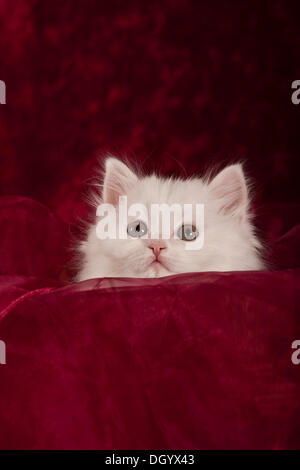 Weiße Kätzchen, British Longhair oder Highlander Katze Stockfoto