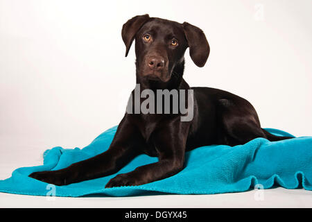 Brauner Labrador Junghund liegend auf einer Decke Stockfoto