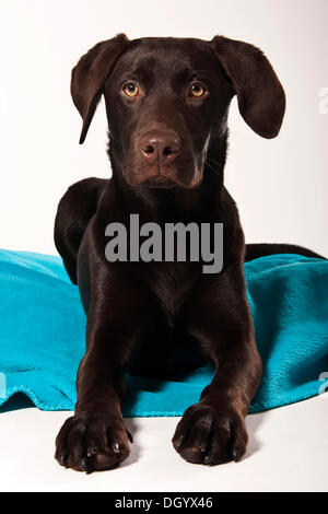 Brauner Labrador Junghund liegend auf einer Decke Stockfoto