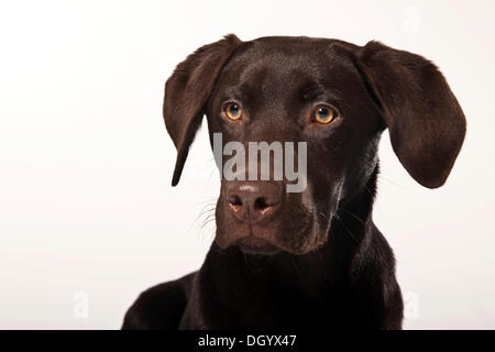 Brauner Labrador Junghund, portrait Stockfoto