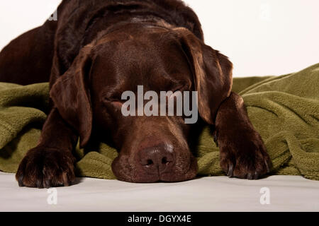 Brauner Labrador, Alter Hund, liegend auf einer Decke Stockfoto