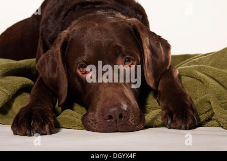 Brauner Labrador, Alter Hund, liegend auf einer Decke Stockfoto