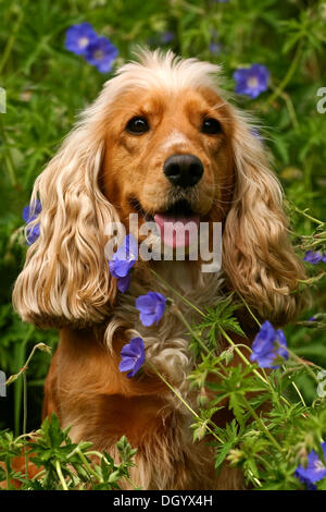 English Cocker Spaniel, Porträt, sitzen inmitten von blauen Blumen Stockfoto