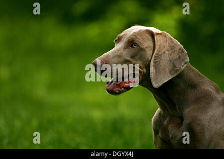 Hunderasse Weimaraner, portrait Stockfoto