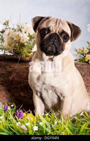 Mops Hund im Frühjahr Stockfoto