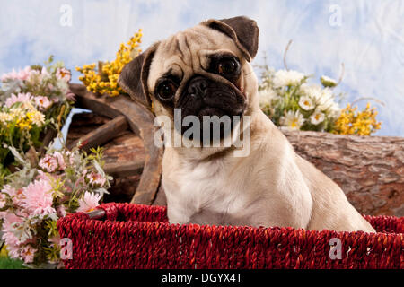 Mops Hund sitzt in einem roten Korb Stockfoto