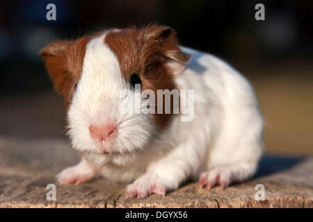 Junge Meerschweinchen (Cavia Porcellus) Stockfoto