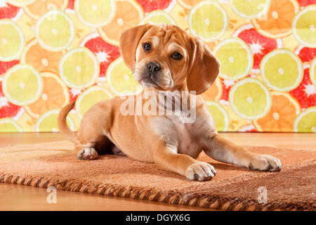 Puggle Welpen, Designer Hund Stockfoto