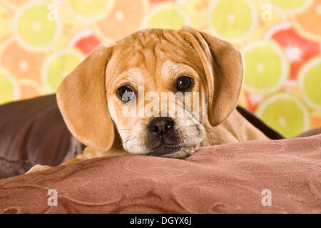 Puggle Welpen, Designer Hund Stockfoto