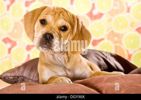 Puggle Welpen, Designer Hund Stockfoto