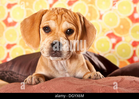 Puggle Welpen, Designer Hund Stockfoto