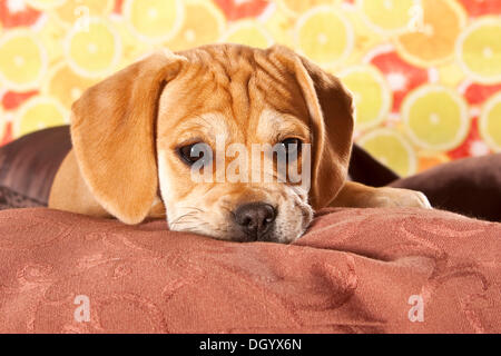 Puggle Welpen, Designer Hund Stockfoto