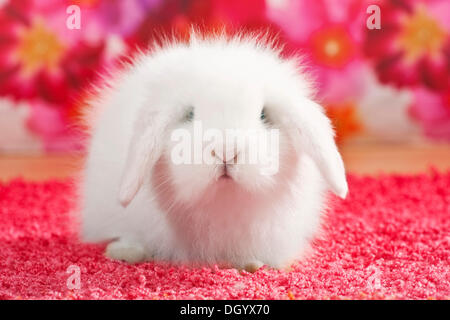 Junge Teddy Kaninchen Zwerg lop Stockfoto