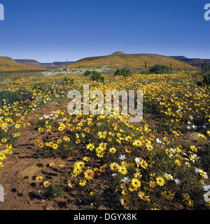 Frühling im Biedouw Valley, Westkap Stockfoto