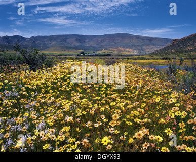 Frühling im Biedouw Valley, Westkap Stockfoto