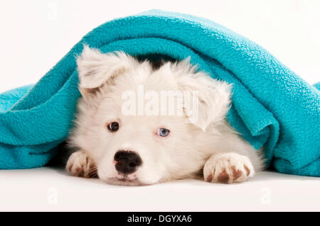 Border-Collie Welpen suchen unter einer Decke Stockfoto