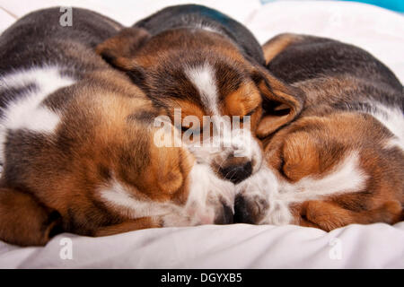 Drei Beagle Welpen schlafen Nase an Nase Stockfoto