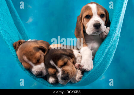 Drei Beagle Welpen in einer Hängematte Stockfoto