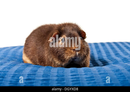 US-Teddy Meerschweinchen Stockfoto