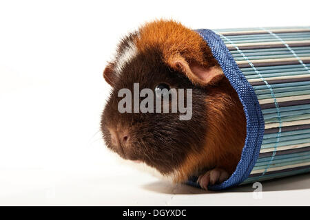 US-Teddy Meerschweinchen aus Rohr Stockfoto