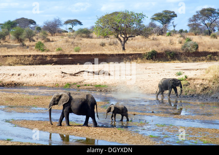 Elefanten (Loxodonta Africana) trinken von Tarangire River in Tarangire National Park, Tansania Stockfoto