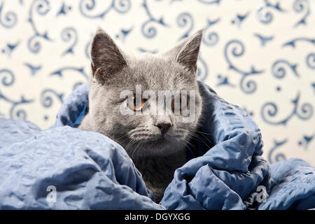 Kartäuser - Britisch Kurzhaar Katze, Farbe blau, mit einer Decke Stockfoto