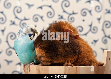 Blauer Wellensittich, Wellensittich und US-Teddy Meerschweinchen in einer kleinen Wanne Stockfoto