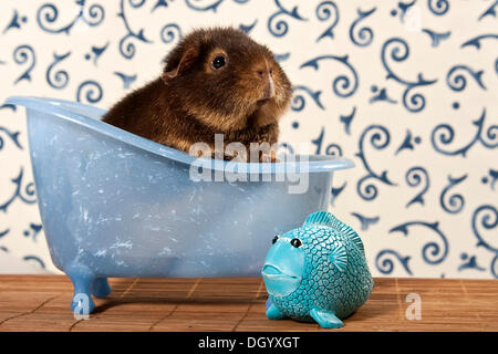 US-Teddy Meerschweinchen in Mini-Badewanne, neben ein wenig Plastikfische Stockfoto