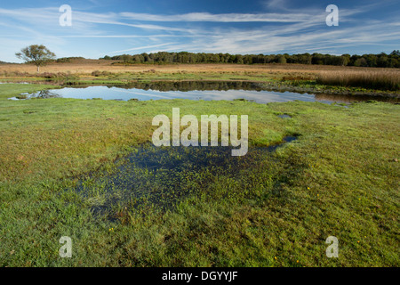 Einen artenreichen New Forest Teich, Burley Moor Osten Teich mit nassen Wiesen, in der Nähe von Burley, Hampshire, England, UK Stockfoto