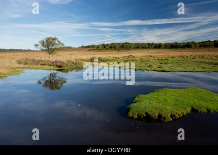 Einen artenreichen New Forest Teich Chubbs Farm Teich in der Nähe von Burley, New Forest, Hampshire, England, UK Stockfoto