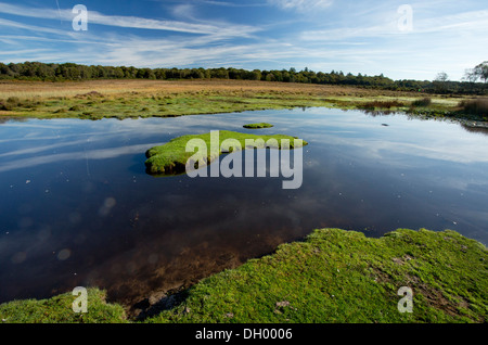 Einen artenreichen New Forest Teich Chubbs Farm Teich in der Nähe von Burley, New Forest, Hampshire, England, UK Stockfoto