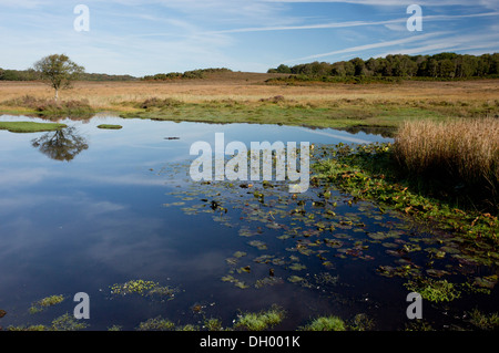 Einen artenreichen New Forest Teich, Burley Moor Osten Teich in der Nähe von Burley, Hants. Stockfoto