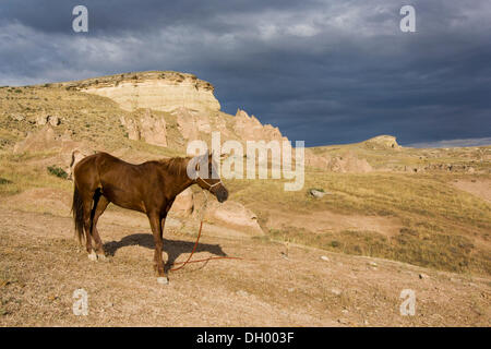 Pferd in Gewitterstimmung in Tuffstein Landschaft, Kappadokien, Anatolien, Türkei, Zentralasien Stockfoto