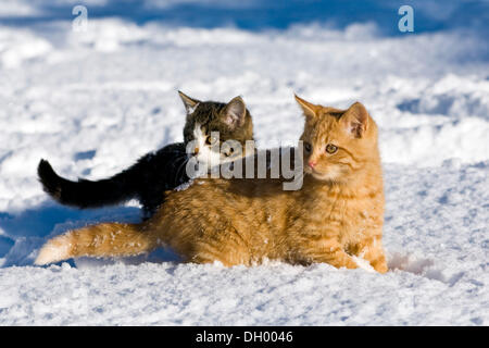 Junge rot und grau Tabby Hauskatzen im Schnee, Nord-Tirol, Österreich, Europa Stockfoto