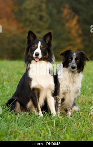 Zwei Border Collies sitzen auf einer Wiese Stockfoto