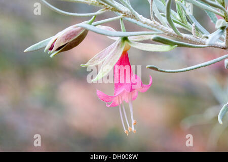 Emu-Bush, Armut Bush oder Fuchsia Bush (Eremophila SP.), Kings Canyon, Watarrka National Park, Northern Territory, Australien Stockfoto