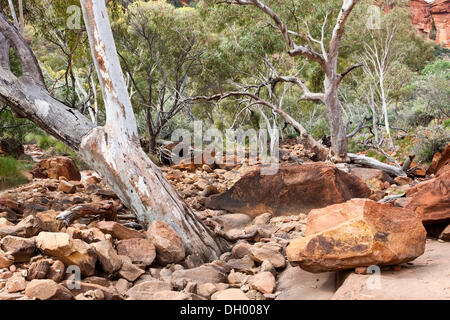 River Red Gum (Eucalyptus Camaldulensis) in ein ausgetrocknetes Flussbett, Kings Canyon, Watarrka National Park, Northern Territory, Australien Stockfoto