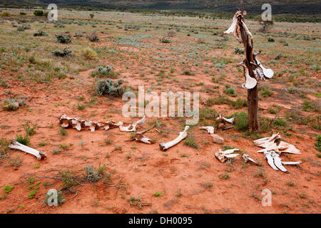 Kamelknochen im Outback, Northern Territory, Australien Stockfoto