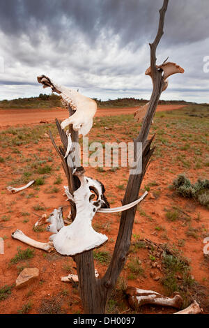 Kamelknochen im Outback, Northern Territory, Australien Stockfoto