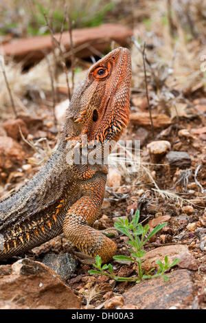 Östlichen Bearded Dragon (Pogona Barbata), Northern Territory, Australien Stockfoto