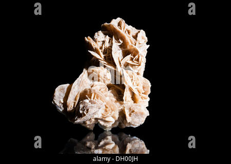 Desert Rose oder Gips Rose, 15cm hoch und 10cm breit, gefunden in Tunesien, Afrika Stockfoto