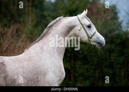 Arabischer Hengst, grau, Porträt, tragen eine Show Halfter, Nord-Tirol, Österreich, Europa Stockfoto