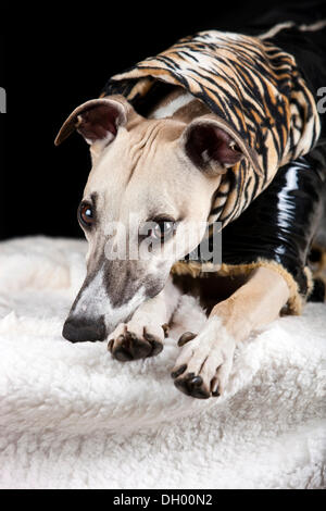 Whippet tragen ein Lackmantel mit einem Tigerfell Muster Stockfoto