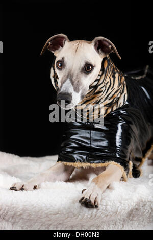 Whippet tragen ein Lackmantel mit einem Tigerfell Muster Stockfoto