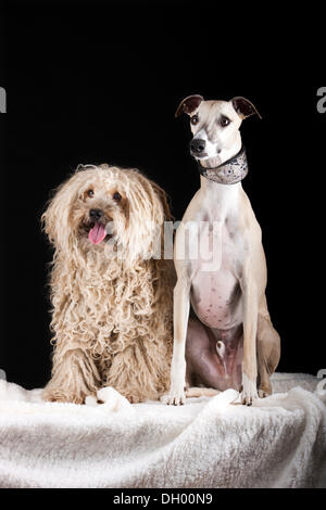 Puli und Whippet Hunde Stockfoto