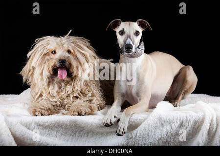 Puli und Whippet Hunde Stockfoto