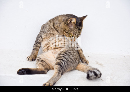Katze, die sich für die Hygiene Reinigung Stockfoto