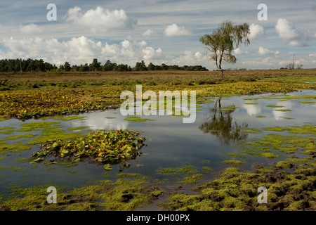 Einen artenreichen New Forest Teich Chubbs Farm Teich in der Nähe von Burley, New Forest, Hampshire, England, UK Stockfoto