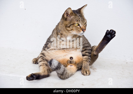 Katze, die sich für die Hygiene Reinigung Stockfoto